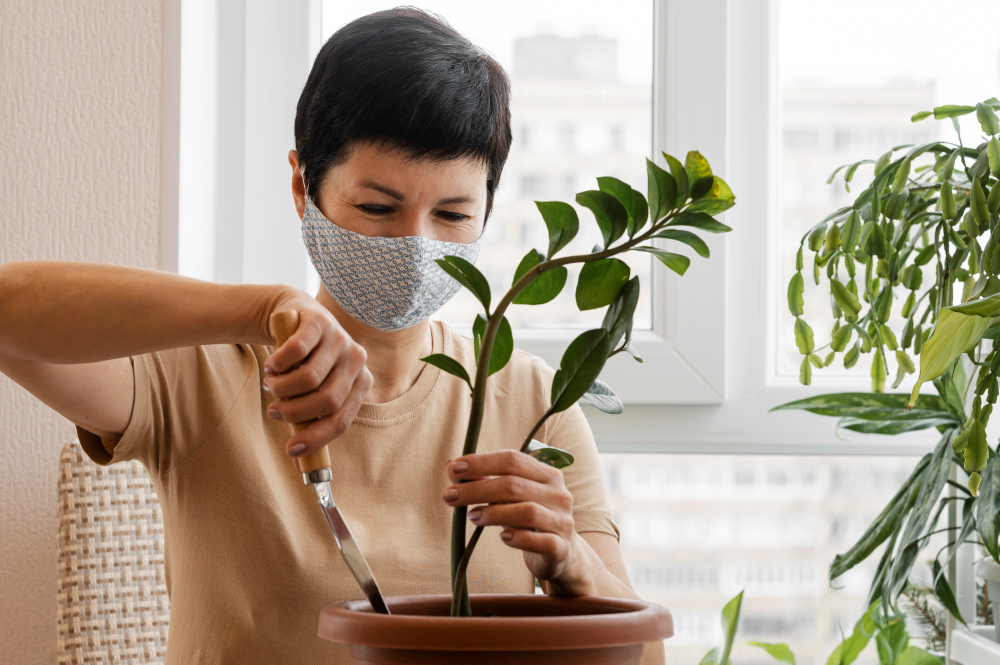 Chinese Elm Care Tips