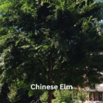 Chinese Elm: Complete Care Guide, Benefits, Growing Tips, and Common Problems