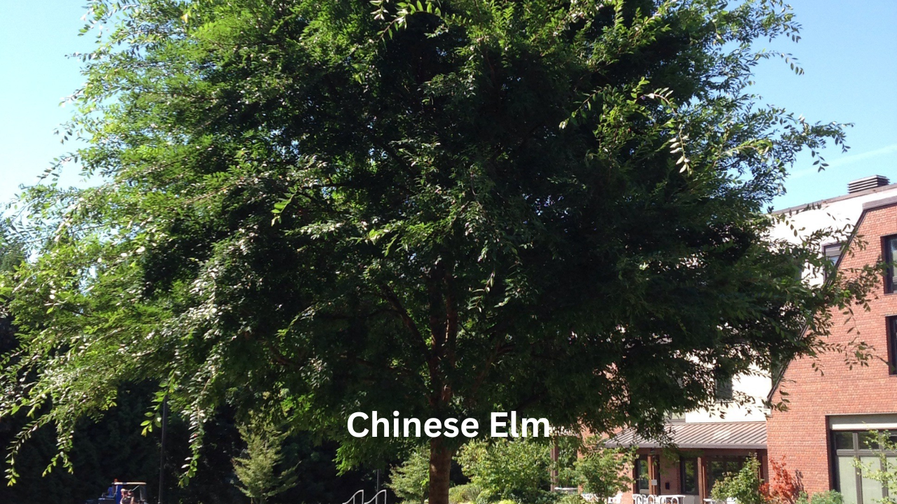 Chinese Elm: Complete Care Guide, Benefits, Growing Tips, and Common Problems