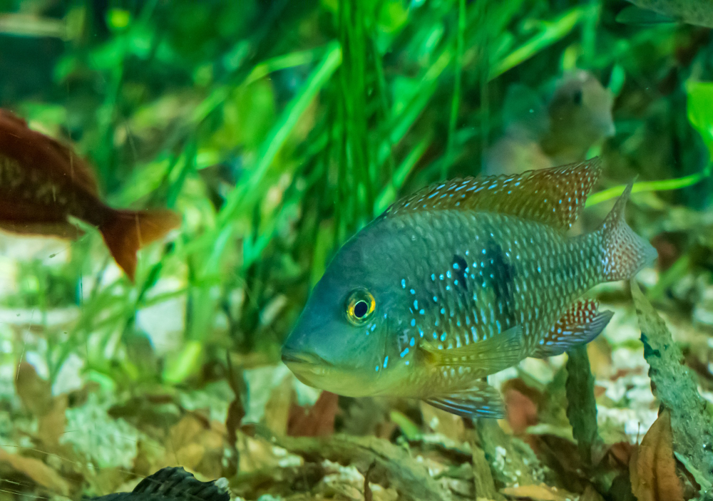 Popular Fish Species Found Along the Gulf Coast